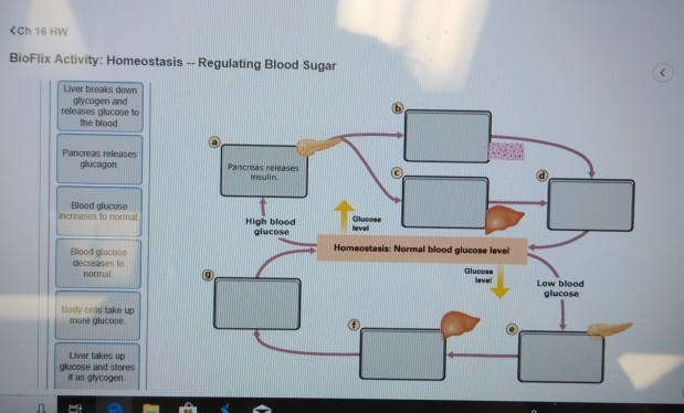 This Diagram Shows How The Body Keeps Blood Glucose At A Normal Level ...