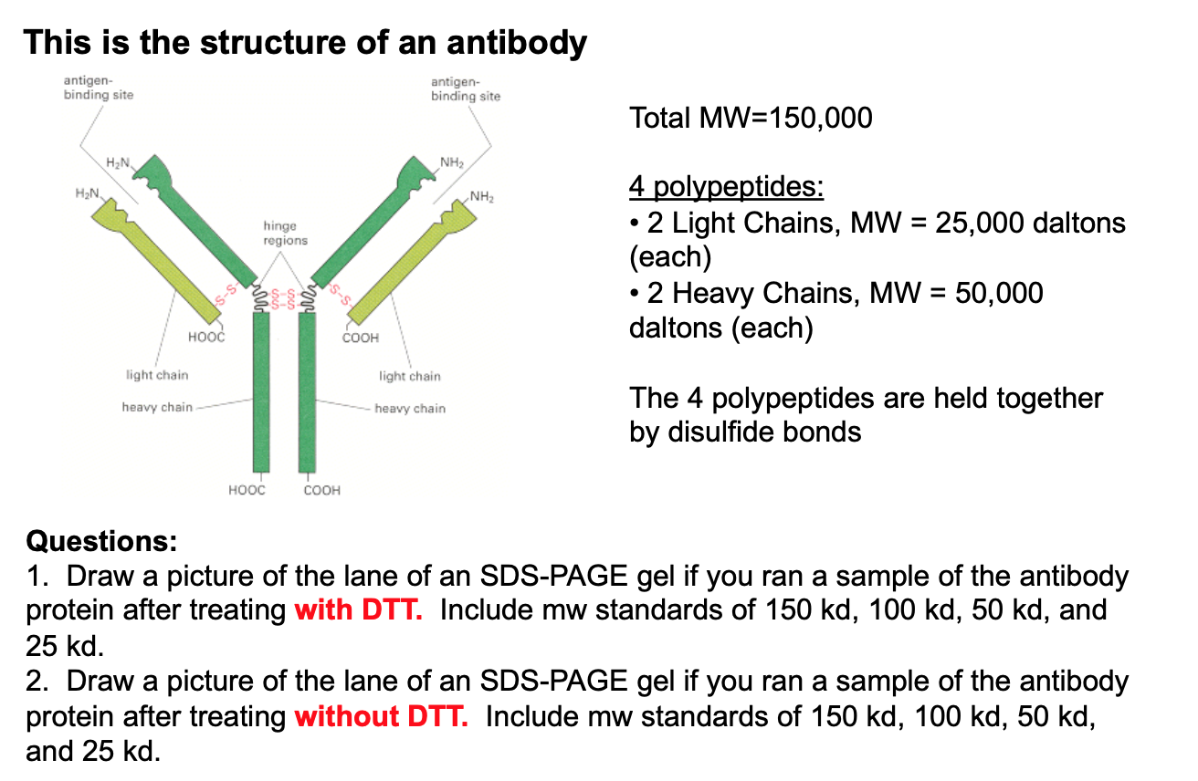 Solved This is the structure of an antibody antigen binding