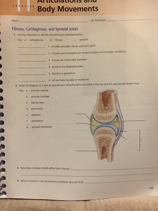 Articulations And Body Movements Review Sheet Exercise 13 Answers ...