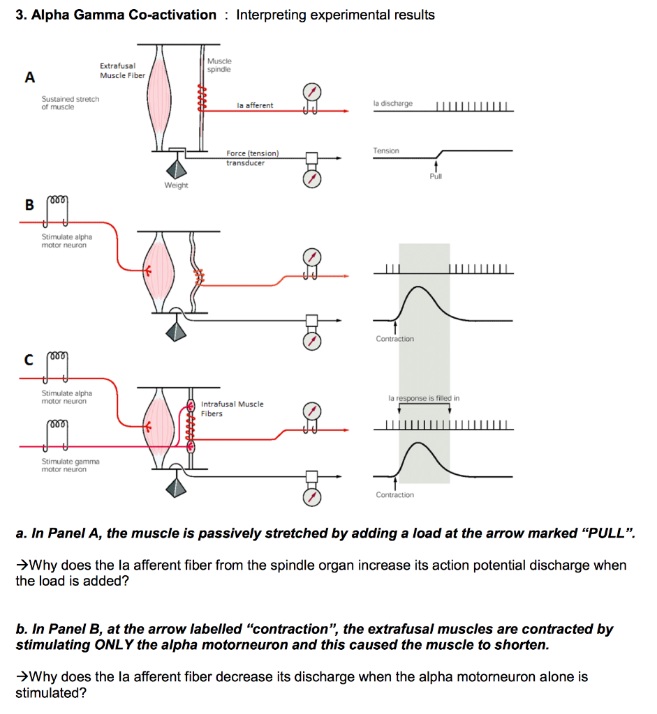 3. Alpha Gamma Coactivation Interpreting