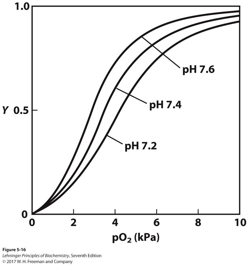 Solved According to the graph shown below for hemoglobin, | Chegg.com