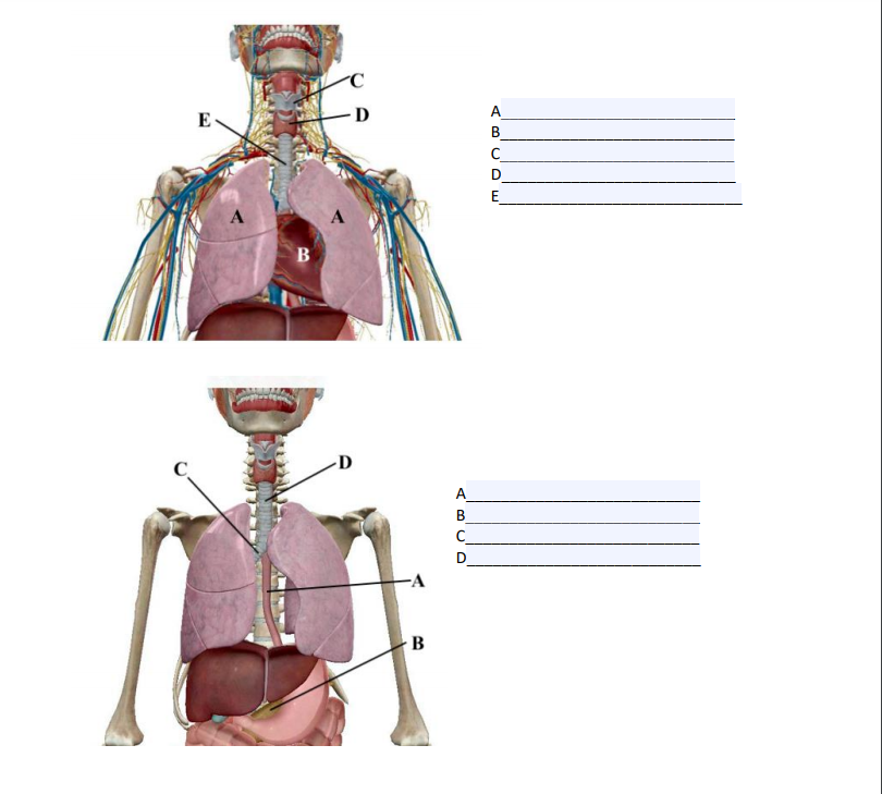 Solved E D A B С D E A A B С. D A B с D B | Chegg.com