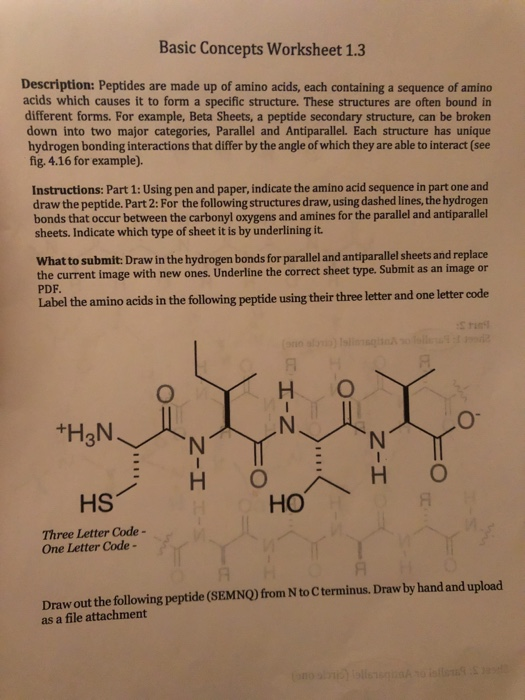 Solved: Basic Concepts Worksheet 1.3 Description: Peptides... | Chegg.com