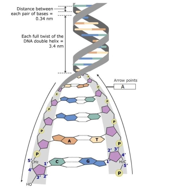 solved-1-the-double-helix-model-of-dna-the-double-helix-chegg