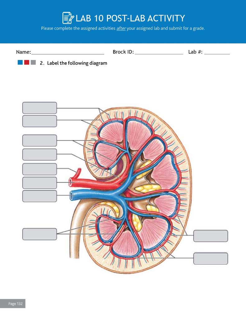 Solved ELAB 10 POST-LAB ACTIVITY Please complete the | Chegg.com