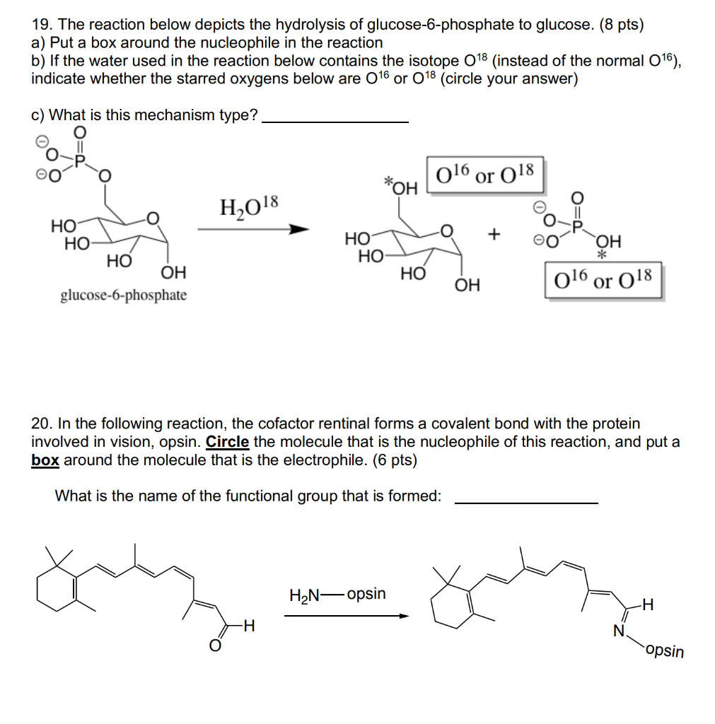 Solved 19. The reaction below depicts the hydrolysis of | Chegg.com