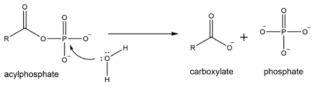 Solved Question: What kind of enzyme is catalyzing this | Chegg.com