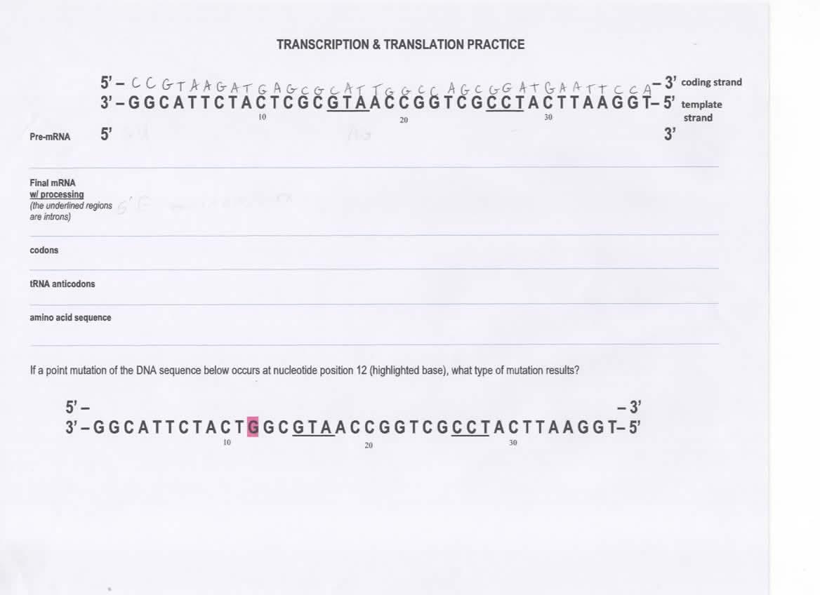 Solved TRANSCRIPTION & TRANSLATION PRACTICE 5' - CCGTA | Chegg.com