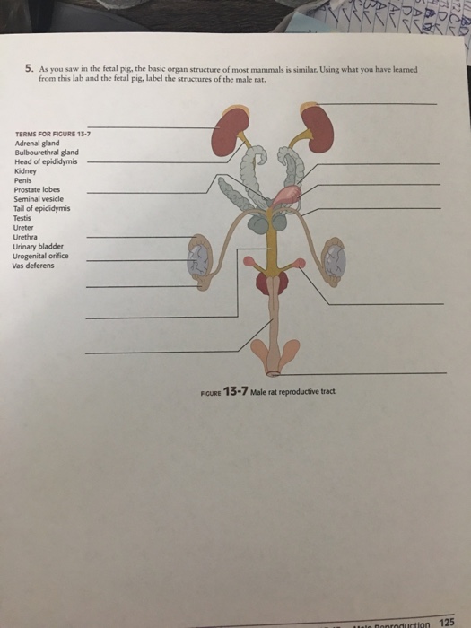 Solved 5. As you saw in the fetal pig, the basic organ