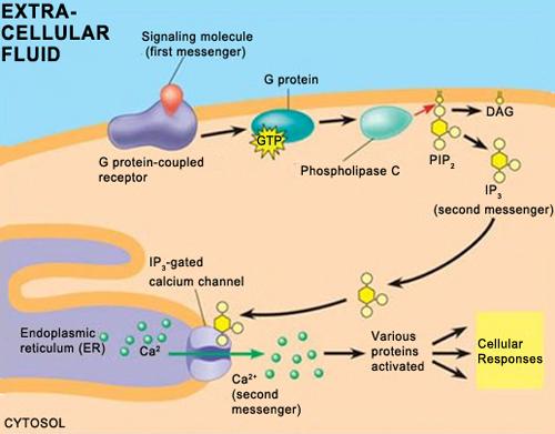Solved Examine the image of molecules involved in the | Chegg.com
