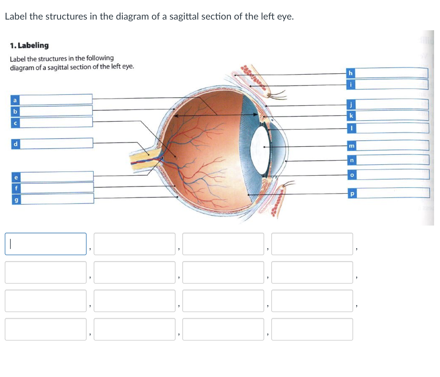 Solved Label The Structures In The Diagram Of A Sagittal | Chegg.com