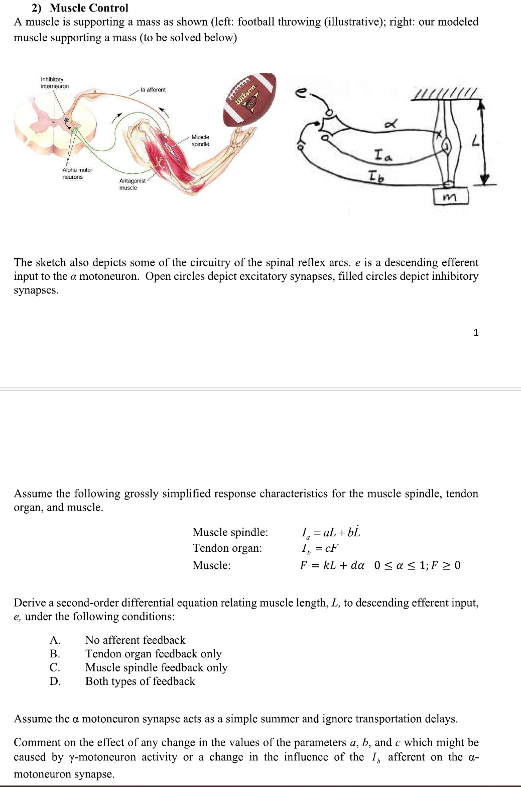 Solved 2) Muscle Control A muscle is supporting a mass as | Chegg.com