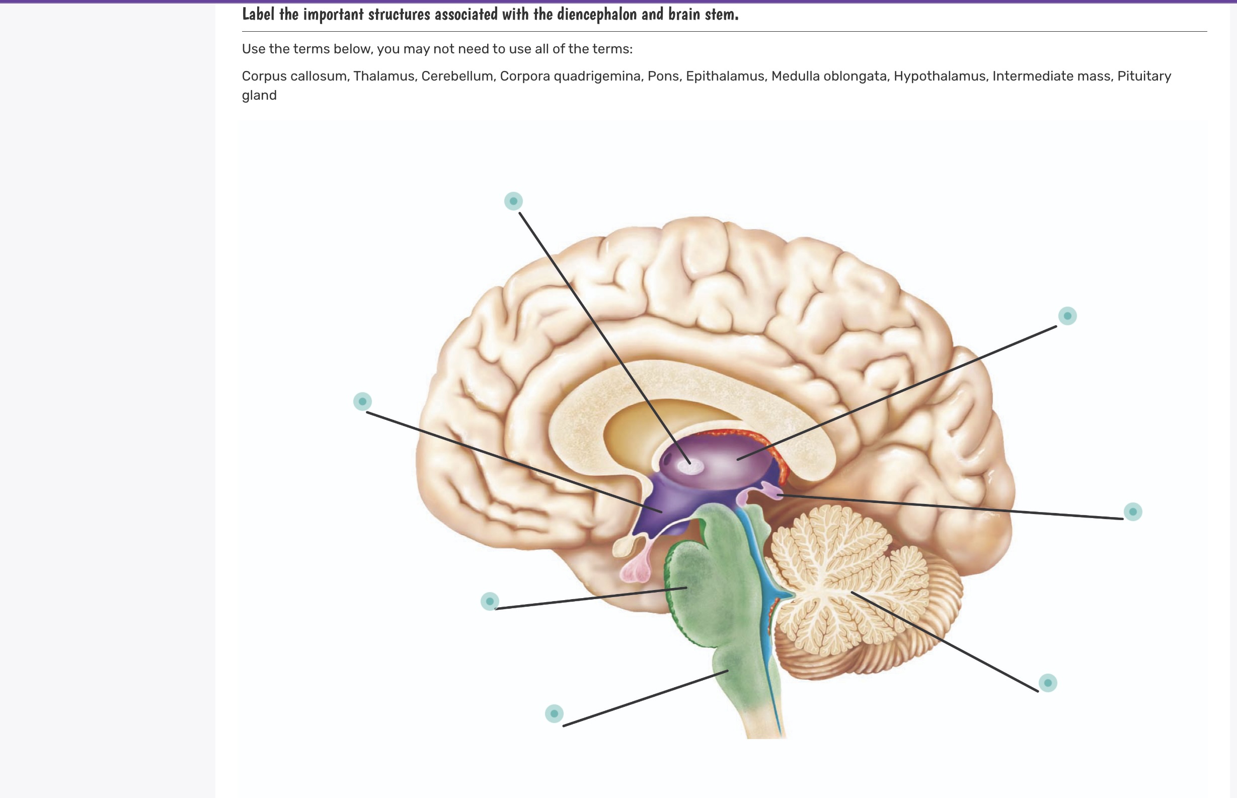 Solved Label the important structures associated with the | Chegg.com