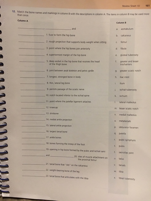 Solved REVIEW SHEET The Appendicular Skeleton Name Lab | Chegg.com