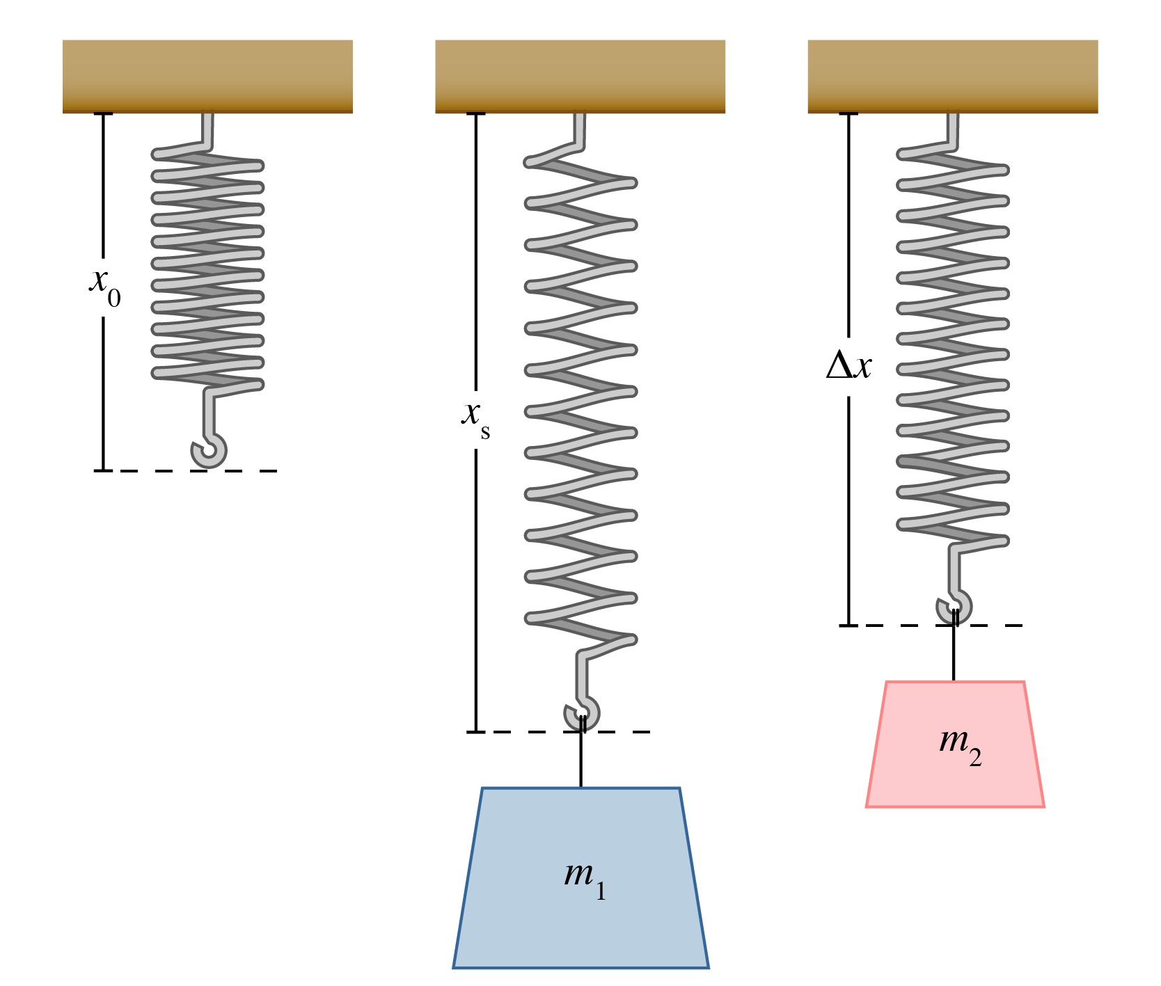 Solved A spring hangs from the ceiling with an unstretched | Chegg.com