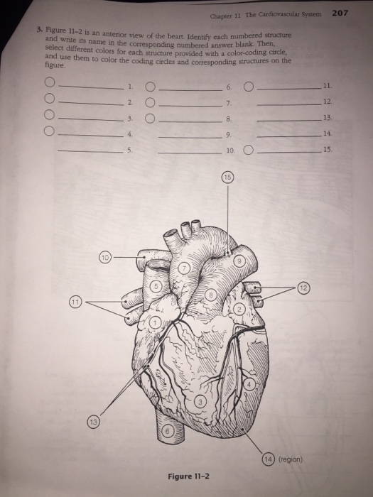solved-chapter-11-the-cardiovascular-system-207-3-figure-chegg