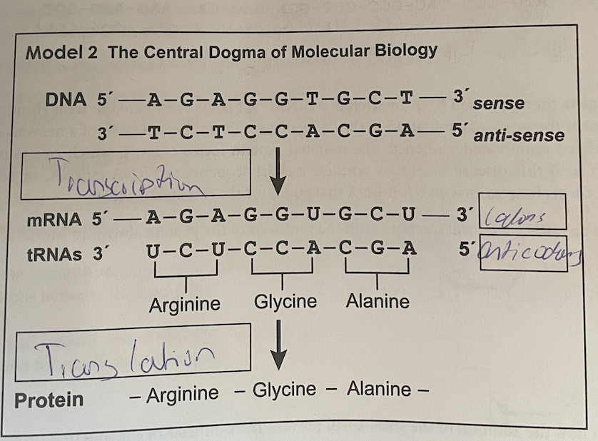 Solved Model 2 The Central Dogma of Molecular Biology sense | Chegg.com