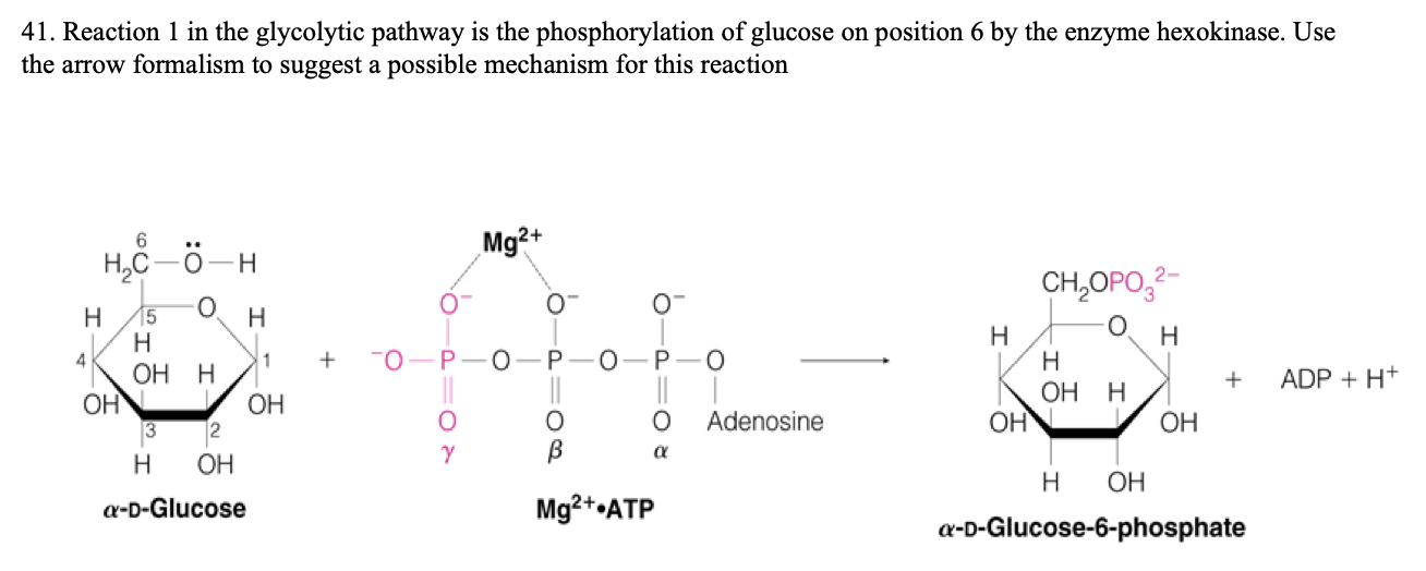 phosphorylation reaction mechanism