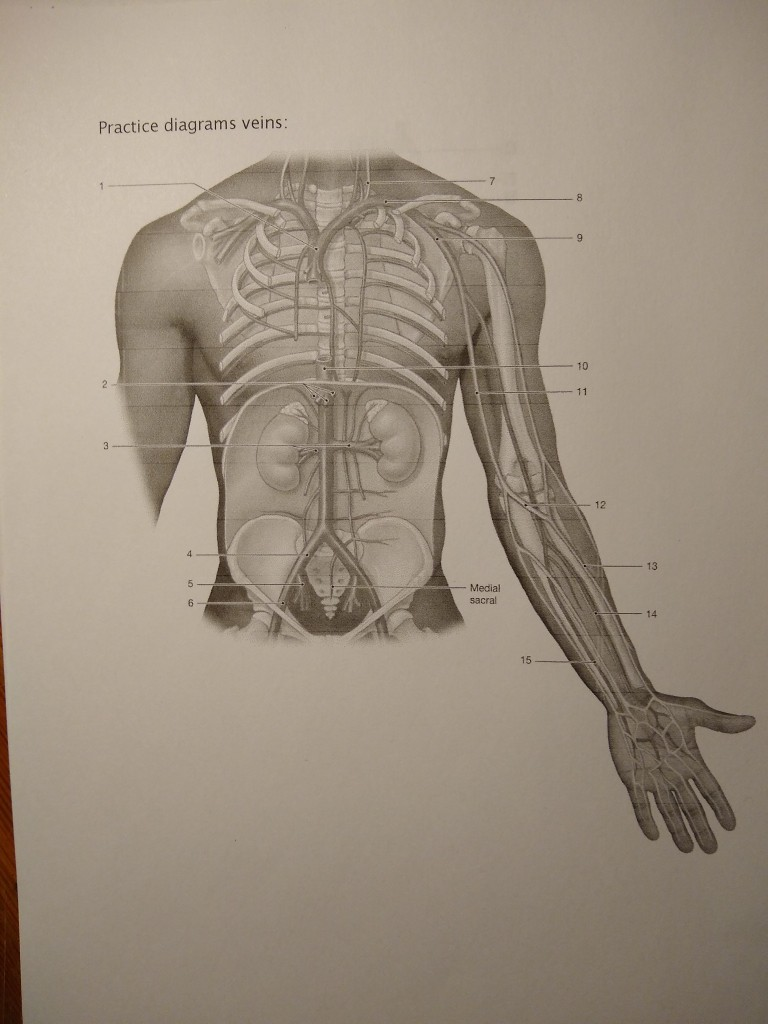 Solved Practice diagrams veins: 13 2 Medial sacral 15 | Chegg.com