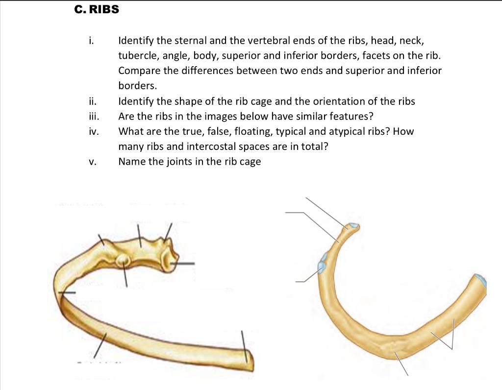 Head And Neck Of Ribs