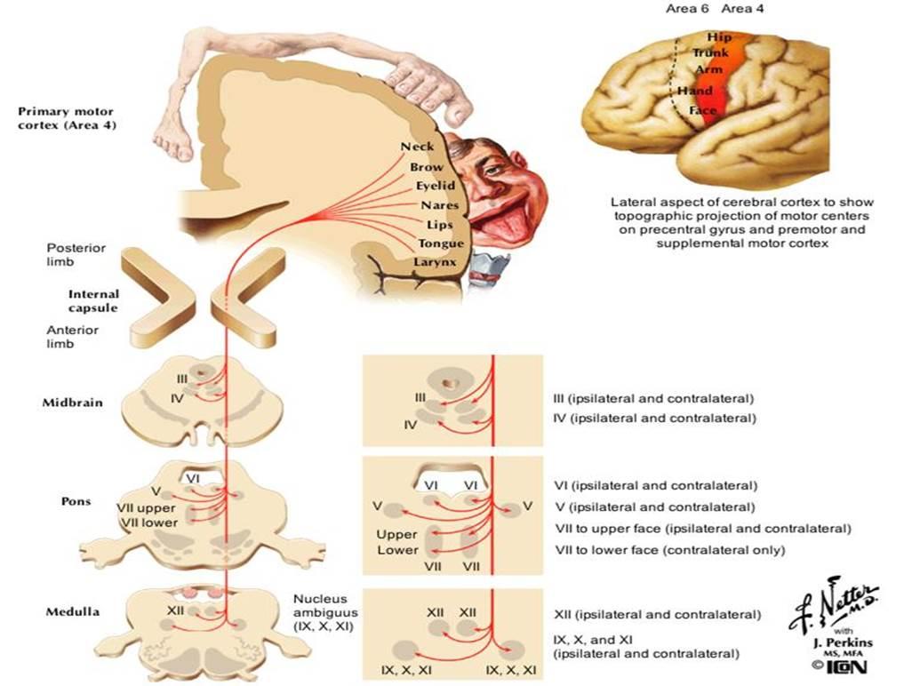 corticobulbar tract in spinal cord