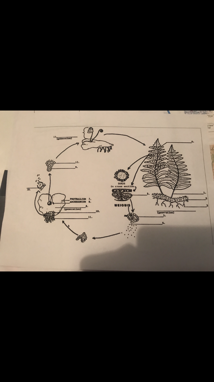 Solved Label fern life cycle on the following page using | Chegg.com