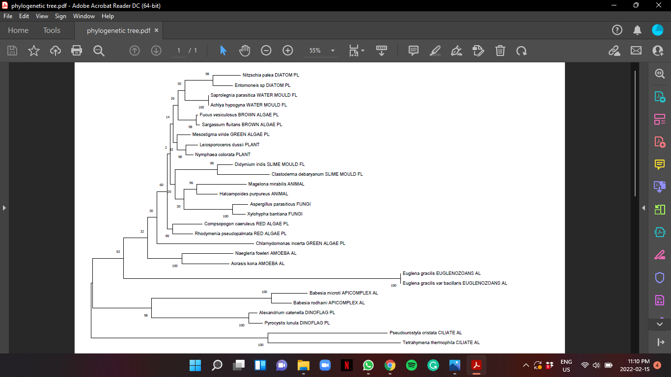 Solved 1. Look at the phylogenetic tree below and note down | Chegg.com
