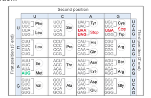 Solved Using the codon usage chart from lecture 6, translate | Chegg.com