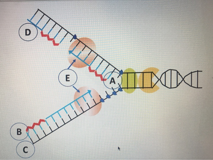 Solved DNA Replication: DNA Labeling IV Fill In The Blanks | Chegg.com