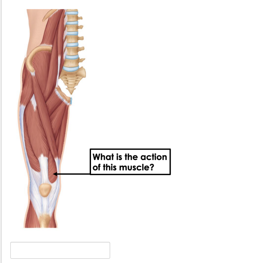 Which Description Of A Muscle Action Is Not Correct