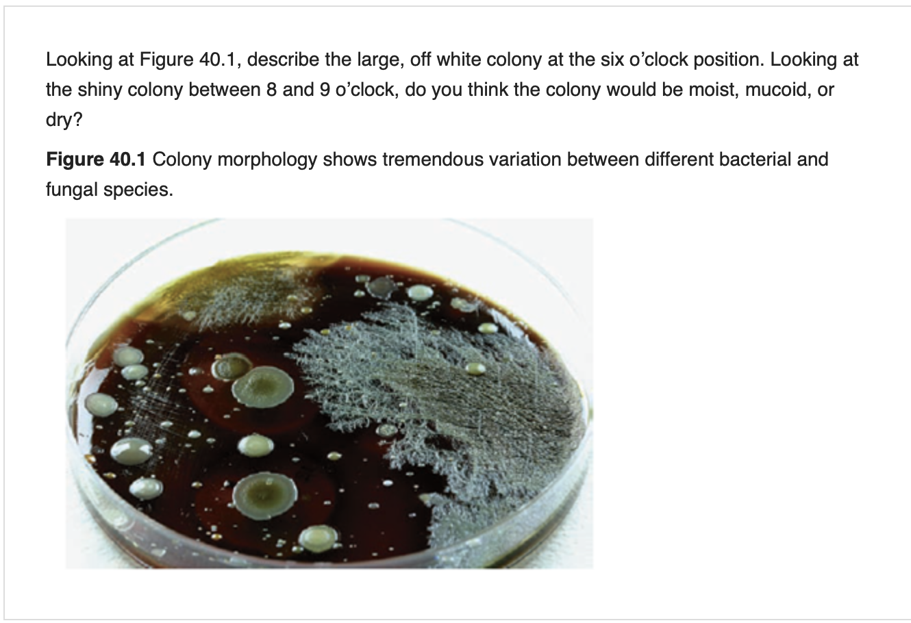 colonia mucoide