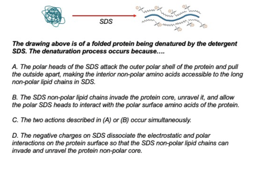Solved SDS The drawing above is of a folded protein being | Chegg.com