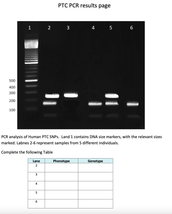 Solved PTC PCR results page 1 2 3 4 5 6 500 400 300 200 100