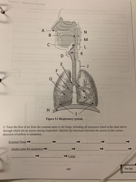 Solved 2. Trace the flow of air from the external nares to | Chegg.com