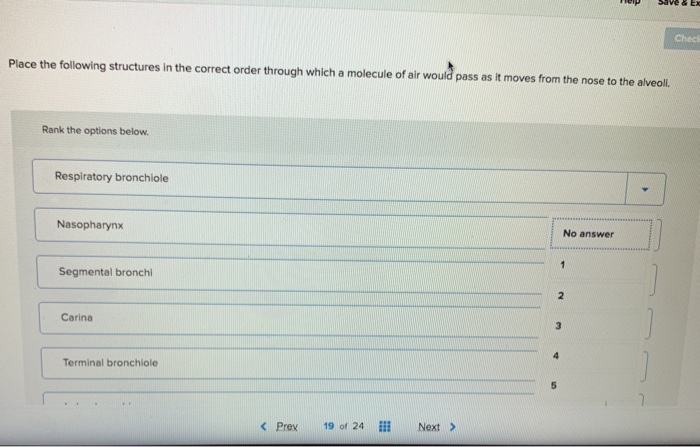 Solved Chec Place the following structures in the correct | Chegg.com