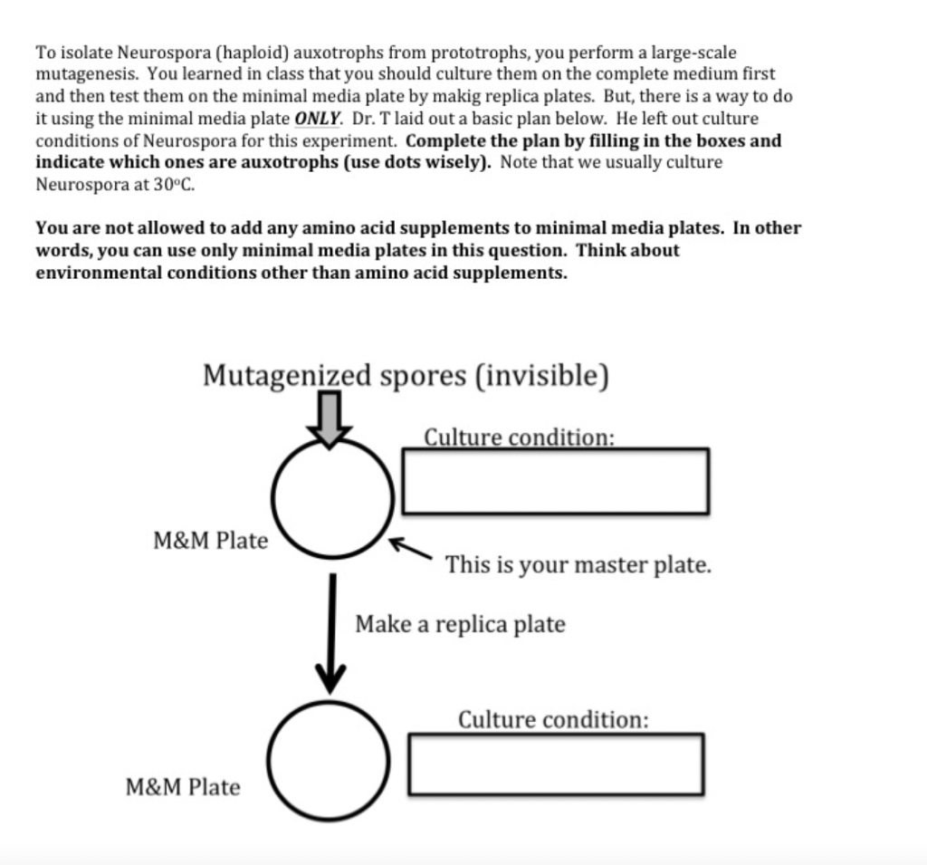 Solved To Isolate Neurospora (haploid) Auxotrophs From | Chegg.com