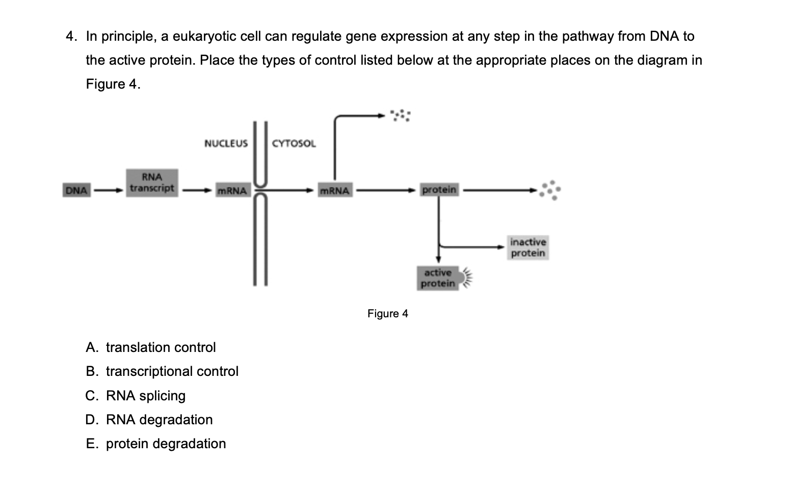 Solved 4. In principle, a eukaryotic cell can regulate gene | Chegg.com