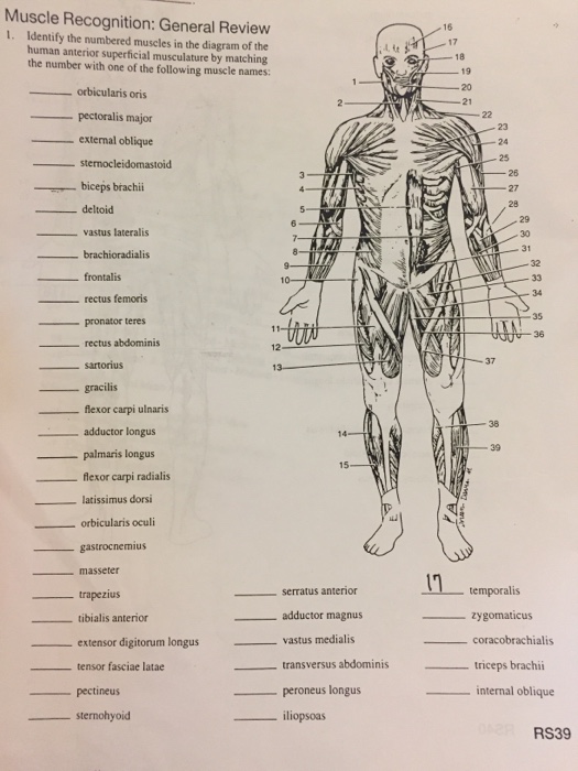 Solved Muscle Recognition: General Review Identify the | Chegg.com