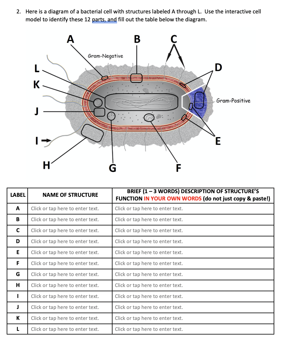 bacterial cell diagram