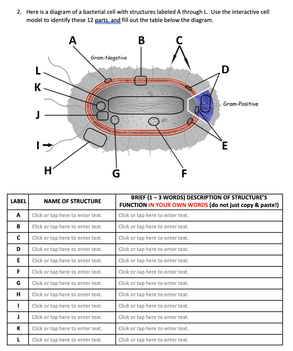 Solved 2. Here is a diagram of a bacterial cell with | Chegg.com