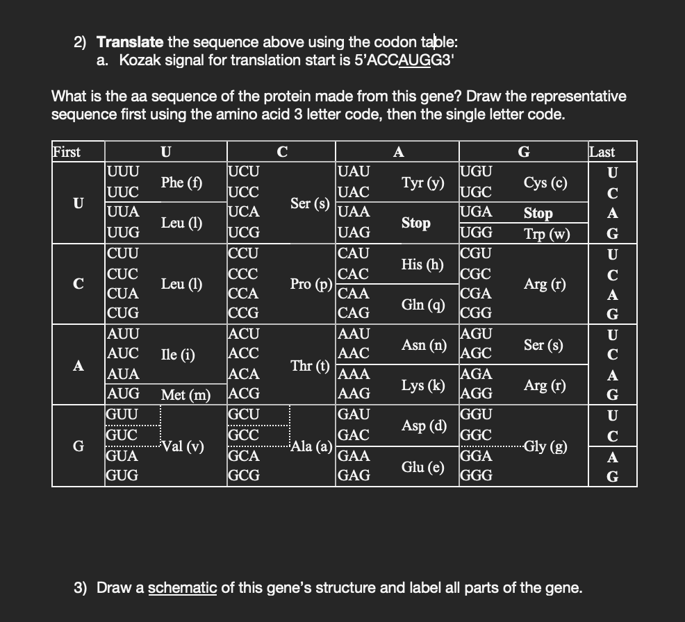 Solved 2) Translate the sequence above using the codon | Chegg.com