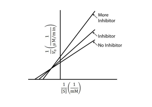 competitive inhibition lineweaver burk plot