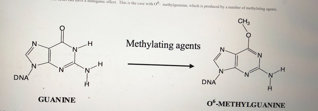 Solved chemical modifications of nucleic acids can have a | Chegg.com