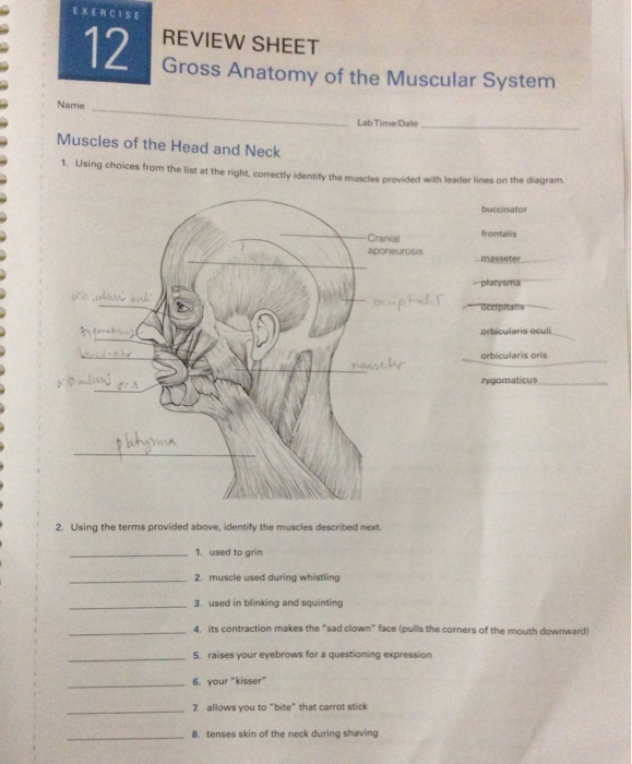 muscular-system-review-worksheet-free-download-goodimg-co
