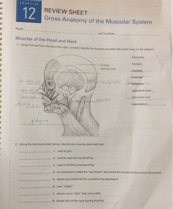 Solved EXERCISE 12 REVIEW SHEET Gross Anatomy Of The Chegg