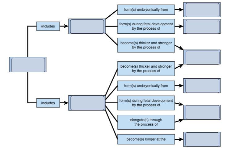 intramembranous ossification vs endochondral ossification