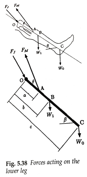 Solved Problem 5.6 Consider A Person Performing Lower Leg | Chegg.com