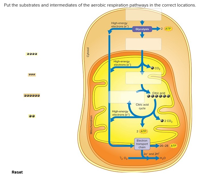 Solved Put The Substrates And Intermediates Of The Aerobic | Chegg.com