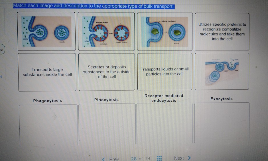 Solved Match each image and description to the appropriate | Chegg.com