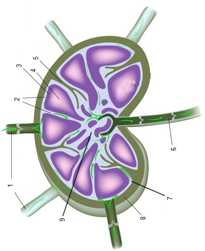 Solved 1. Trace the pathway of fluid from the intestines | Chegg.com ...